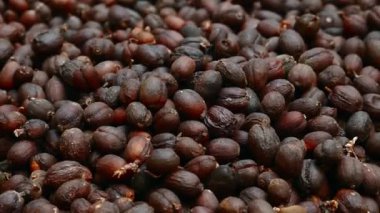 Kahve çekirdekleri ve sıcak güneşin kurutma işleminden dolayı ciltleri parlıyor..