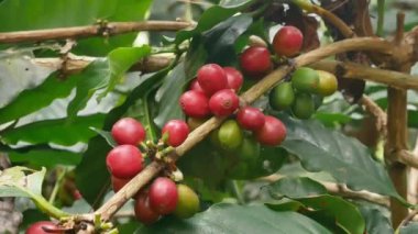 Olgun fasulyeli kahve bitkisi. Bir dalda olgun kahve çekirdekleri, Endonezya 'da fidanlık, Asya. Bir kahve ağacının dalında toplanmaya hazır bir grup olgun kahve meyvesi..