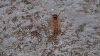 Avlunun gri çimentosunda yürüyen kahverengi tırtıl..