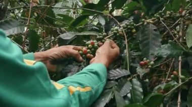 Olgun kahve çekirdeklerini hasat etme süreci. Bir dalda olgun kahve çekirdekleri, Endonezya 'da fidanlık, Asya. Ağacın üzerinde olgun kahve kirazları hasat ederken bir adamın elini kapat..