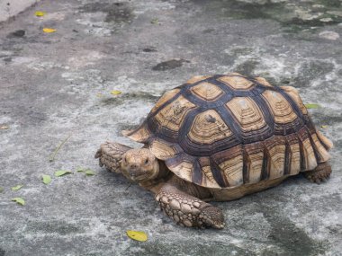 Hayvanat bahçesindeki yaşlı kahverengi kaplumbağa