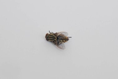 Ölü bir sineğin yakın plan fotoğrafında beyaz arka planda devrilmiş bir sinek.