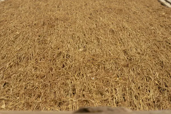 Doğranmış tütün yaprakları tütün yapraklarının kurutma işlemi sırasında bambu bir hasırın üzerine yerleştirilir. Çiftçilerin geleneksel tütün işleme yöntemi.