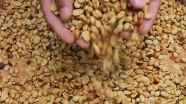 Taze taze taze taze kahve çekirdeklerini tutan eller. Kahve dökülüyor..