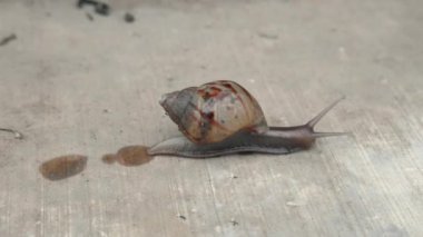 Dev Afrika salyangozu (Achatina achatina) yağmur dindiğinde dışarı çıkıyor. Yağmur durduktan sonra Afrika salyangoz yolu.
