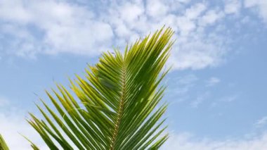 Tropikal hindistan cevizi ağaçlarının sarımsı yeşil yaprakları açık ve bulutlu bir gökyüzünün arka planında rüzgarda esiyor..