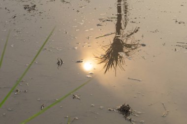 Ağaçlar ve güneş suyun ortasında parlıyor..