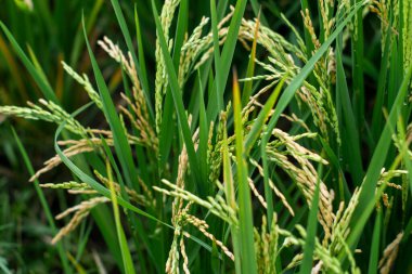 Pirinç kulağı. Paddy 'nin kulağına pirinç tohumları yakın plan. Güzel altın pirinç tarlası ve pirinç kulağı.