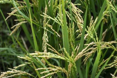 Pirinç kulağı. Paddy 'nin kulağına pirinç tohumları yakın plan. Güzel altın pirinç tarlası ve pirinç kulağı.