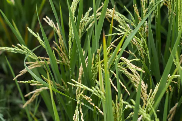 Pirinç kulağı. Paddy 'nin kulağına pirinç tohumları yakın plan. Güzel altın pirinç tarlası ve pirinç kulağı.