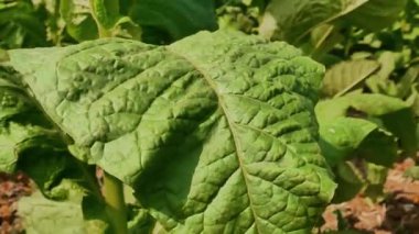 Green Tobacco tütün tarlasından çıkıyor, yakın plan. Tütün tarlasında rüzgar, Endonezya.