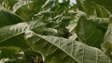 Bu video, sağlıklı yeşil yapraklar ve doğal bir tarım manzarasını gösteren bahçedeki tütün bitkilerinin bereketli bir genişliğini gösteriyor. Tarım ve tarım sektörleriyle ilgili projeler için uygundur.