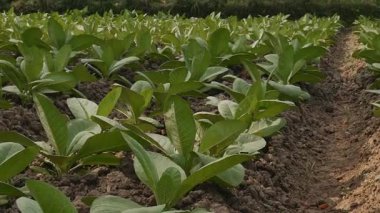 Bu video, sağlıklı yeşil yapraklar ve doğal bir tarım manzarasını gösteren bahçedeki tütün bitkilerinin bereketli bir genişliğini gösteriyor. Tarım ve tarım sektörleriyle ilgili projeler için uygundur.