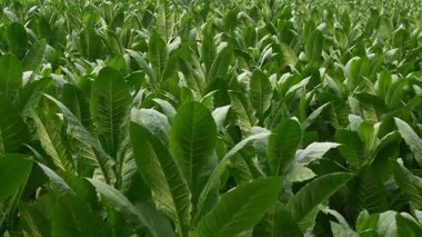 Bu video, sağlıklı yeşil yapraklar ve doğal bir tarım manzarasını gösteren bahçedeki tütün bitkilerinin bereketli bir genişliğini gösteriyor. Tarım ve tarım sektörleriyle ilgili projeler için uygundur.