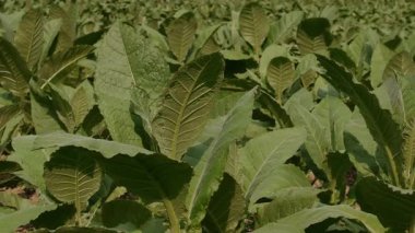 Bu video, sağlıklı yeşil yapraklar ve doğal bir tarım manzarasını gösteren bahçedeki tütün bitkilerinin bereketli bir genişliğini gösteriyor. Tarım ve tarım sektörleriyle ilgili projeler için uygundur.