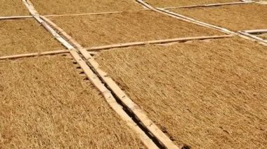 Bambu paspasların üzerinde doğranmış tütün yapraklarını kurutma işlemi. Doğranmış tütün yapraklarını kurutmak için geleneksel bir yöntem..