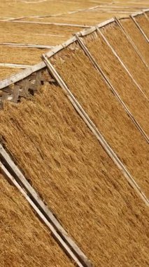 Bambu paspasların üzerinde doğranmış tütün yapraklarını kurutma işlemi. Doğranmış tütün yapraklarını kurutmak için geleneksel bir yöntem..