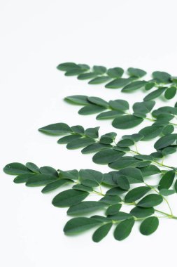 Beyaz zemin üzerinde izole taze yeşil moringa yaprakları yakın çekim.
