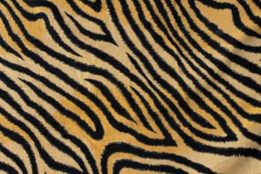 Kaplan desenli arka plan ya da gerçek desenli kaplan siyah turuncu bengal desenli kaplan