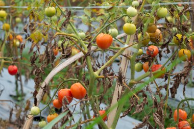 Taze kırmızı domatesler organik sera bahçesinde yetişmeye hazır. Modern bağımsız domates yetiştiriciliği.