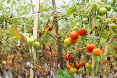 Taze kırmızı domatesler organik sera bahçesinde yetişmeye hazır. Modern bağımsız domates yetiştiriciliği.