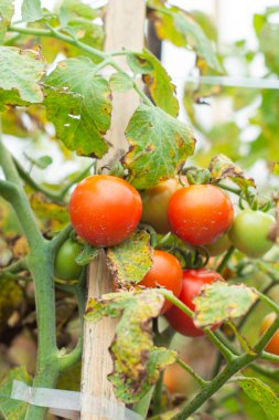 Yeşil dalda olgun domatesler. Ev yapımı domates sebzeleri, sarmaşıkta yetişiyor. Organik çiftlikte sonbahar sebze hasadı.