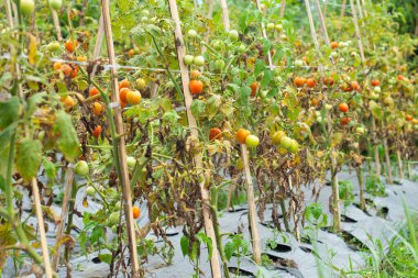Taze kırmızı domatesler organik sera bahçesinde yetişmeye hazır. Modern bağımsız domates yetiştiriciliği.