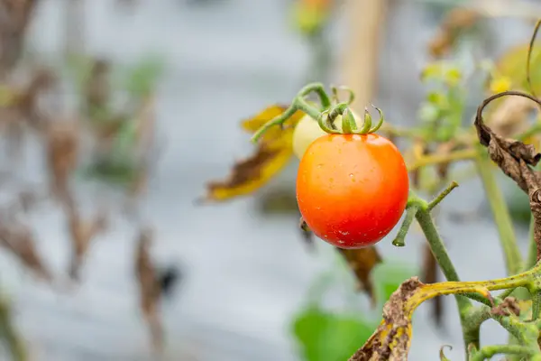 Yeşil dalda olgun domatesler. Ev yapımı domates sebzeleri, sarmaşıkta yetişiyor. Organik çiftlikte sonbahar sebze hasadı.