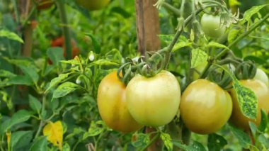 Bağımsız taze domates çiftliği. Ağaçtan toplanmaya hazır taze domatesler. Çiftlikteki domatesleri kapatın..