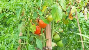 Bağımsız taze domates çiftliği. Ağaçtan toplanmaya hazır taze domatesler. Çiftlikteki domatesleri kapatın..