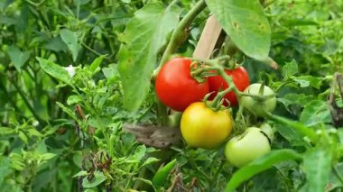 Bağımsız taze domates çiftliği. Ağaçtan toplanmaya hazır taze domatesler. Çiftlikteki domatesleri kapatın..