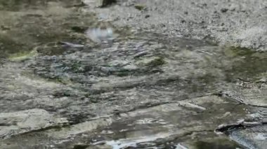 Yere şiddetli yağmur damlaları yağıyor. Yağmurlu bir günde beton zemine yağmur damlaları düşer. Beton zemine yağmur damlaları.