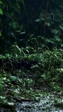 Sabahları acı biber ve yağmur. Tropikal Yağmur Fırtınasında Yağmurlu Mevsim 'de Korkunç Islak Kötü Hava Mevsiminde Yağmurlu Mevsim, kırsal kesimde muson mevsimi. Biber ve dala yağmur yağıyor. Hareket 4k görüntüsü.