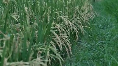 close up of yellowing rice plants that are about to be harvested. Rice plants starting to fill in agricultural fields, concept of food availability.