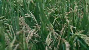 Hasat edilmek üzere olan sararan pirinç bitkilerinin yakınına. Pirinç bitkileri tarım alanlarını doldurmaya başlıyor, gıda bulunabilirliği kavramı.