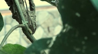 Patlıcan yiyen tırtıl böcekleri. Patlıcan böcekleri tarafından saldırıya uğradı. Mor patlıcan böceklerinin yakın plan görüntüsü.