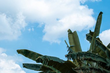 Bulutlu muz yaprakları. Tropikal Muz Yaprakları Açık Mavi Gökyüzüne Karşı, gökyüzüne doğru uzanan canlı, yeşil muz yaprakları, parlak mavi bir arkaplan üzerine kuruludur.
