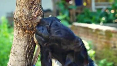 İslam 'da hayvan koyunları ve keçiler Kurban Bayramı için beslenir. Kurban Bayramı 'nda kesilecek keçiler, Kurban Bayramı' nda kesilecek keçileri de kapsayacak..