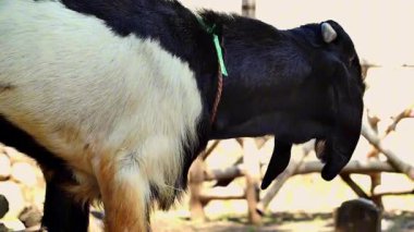 İslam 'da hayvan koyunları ve keçiler Kurban Bayramı için beslenir. Kurban Bayramı 'nda kesilecek keçiler, Kurban Bayramı' nda kesilecek keçileri de kapsayacak..