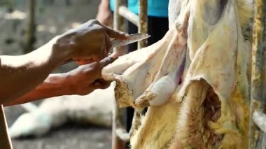 Taze et satmak ve yemek pişirdikten sonra çok lezzetli ve sulu olmak için tam zamanında. Kurban Bayramı 'nda geleneksel bir bıçakla keçinin derisini gövdesinden ayırmak..