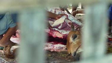Kurban ineklerinin derilerinin tasnif edilme süreci, kurbanlık ineklerin kurbanlık ineklerin kurbanlık ineklerin kurbanlık ineklerin kurbanlık ineklerin kurbanlık ineklerin kurbanlık derilerinde gerçekleştirilmesidir..