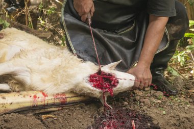 Keçi şeklinde kurban kesilen bir hayvanın yemek borusundan kan akışını gösteren bıçakla yakın plan görüntüsü..