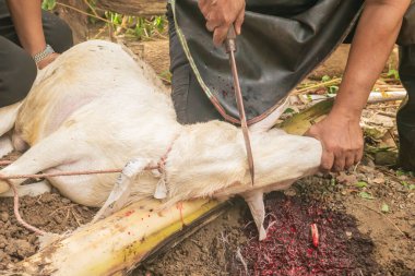 Keçi şeklinde kurban kesilen bir hayvanın yemek borusundan kan akışını gösteren bıçakla yakın plan görüntüsü..
