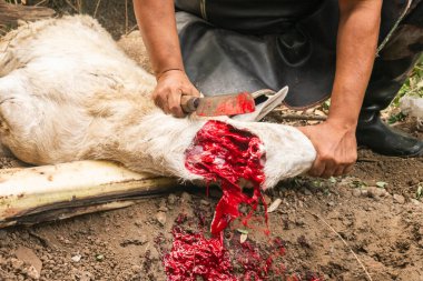 Keçi şeklinde kurban kesilen bir hayvanın yemek borusundan kan akışını gösteren bıçakla yakın plan görüntüsü..