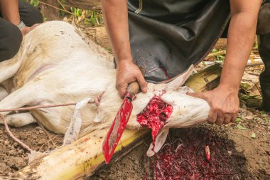 Keçi şeklinde kurban kesilen bir hayvanın yemek borusundan kan akışını gösteren bıçakla yakın plan görüntüsü..