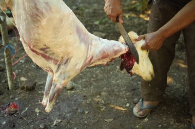 Taze et satmak ve yemek pişirdikten sonra çok lezzetli ve sulu olmak için tam zamanında. Kurban Bayramı 'nda geleneksel bir bıçakla keçinin derisini gövdesinden ayırmak..