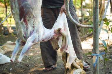 Taze et satmak ve yemek pişirdikten sonra çok lezzetli ve sulu olmak için tam zamanında. Kurban Bayramı 'nda geleneksel bir bıçakla keçinin derisini gövdesinden ayırmak..
