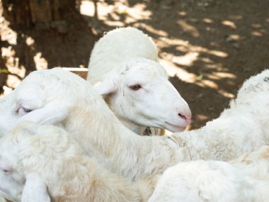 İslam 'da hayvan koyunları ve keçiler Kurban Bayramı için beslenir. Kurban Bayramı 'nda kesilecek keçiler, Kurban Bayramı' nda kesilecek keçileri de kapsayacak..