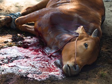 Kurban Bayramı 'nda katledilen ineğin durumunun yakın çekim videosu. Katledildikten sonra ineğin durumu.