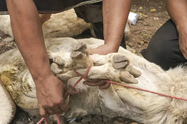 İslam cemaati için Kurban Bayramı 'nın sembolik olayı için keçinin bacağını bağlayan kişinin yakın plan görüntüsü.